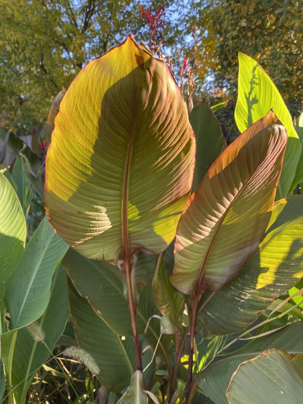 Canna Bulbs Pink Flowers Tall Plants Lot Of (5) Bronze Leaf Lily Rhizomes