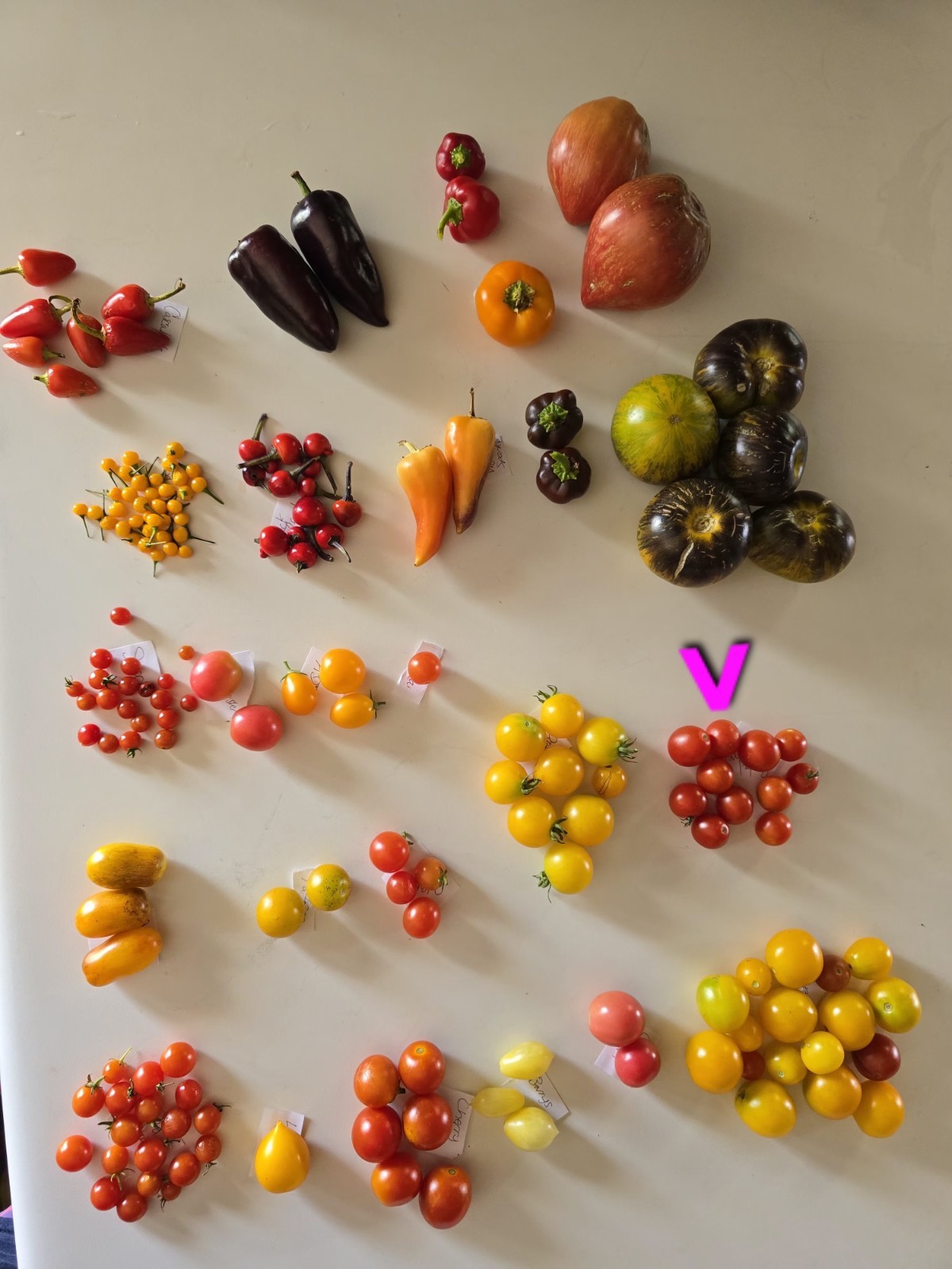 Baby Boomer Micro Dwarf Tomato Seeds Organic RARE *FREE SHIPPING*