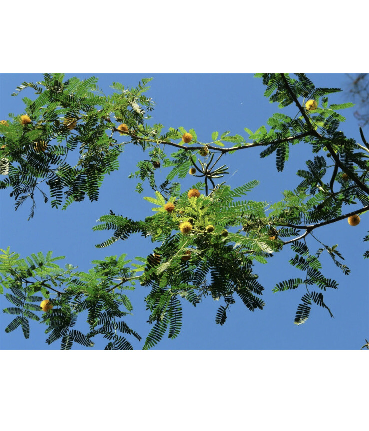 Sweet Acacia Huisache Acacia farnesiana 20 Seeds