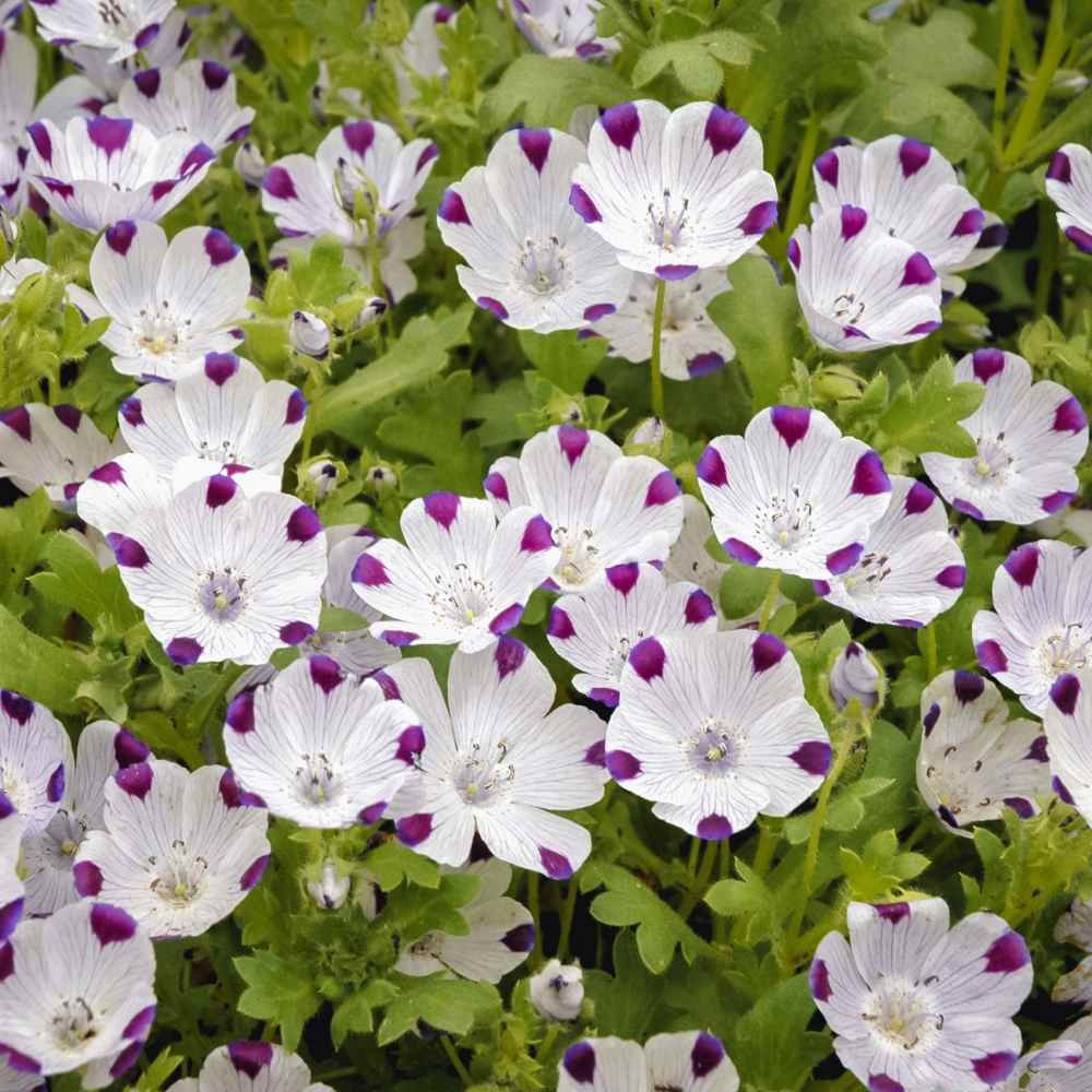 1000 Seeds Five Spot Seeds – Nemophila Maculata Wildflower Seed