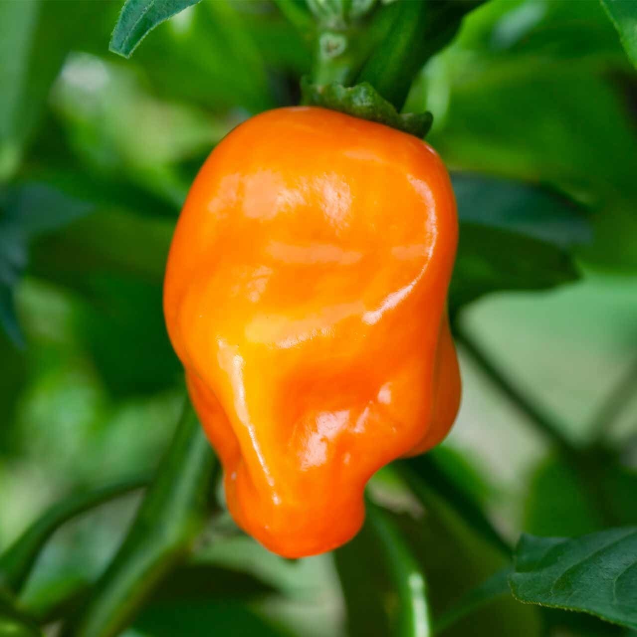 25 Fresh Hot Orange Habanero Premium Pepper Seeds-B 20