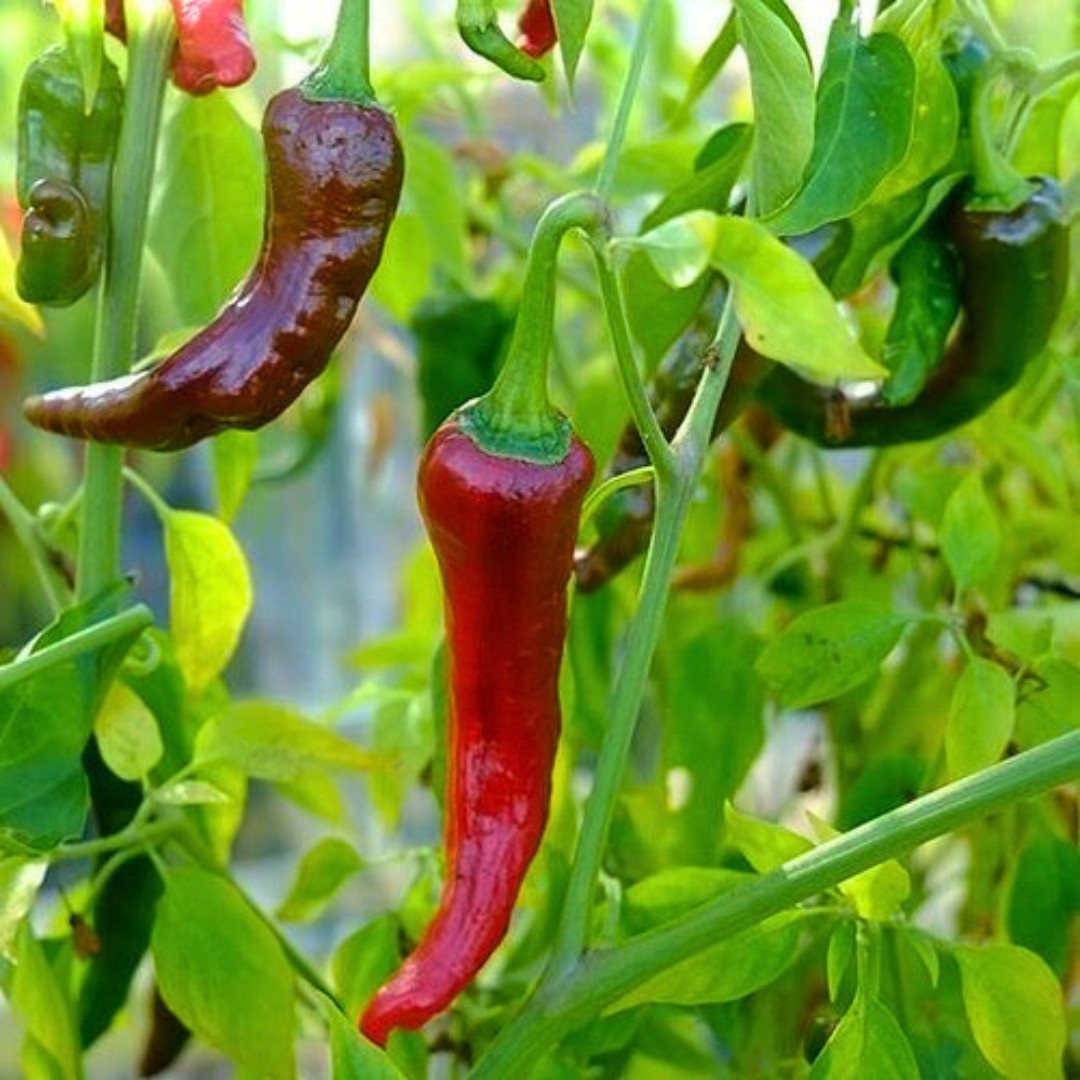Fresh Indian Kashmiri Pepper Seeds | Indian Paprika | Heirloom Non-GMO | Indian