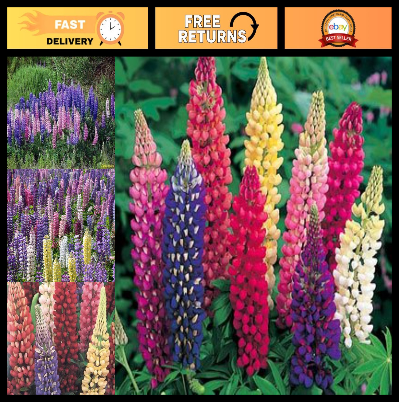 Russell Strain Flower Seed Mix – Bulk 1 lb for Vibrant Garden Blooms