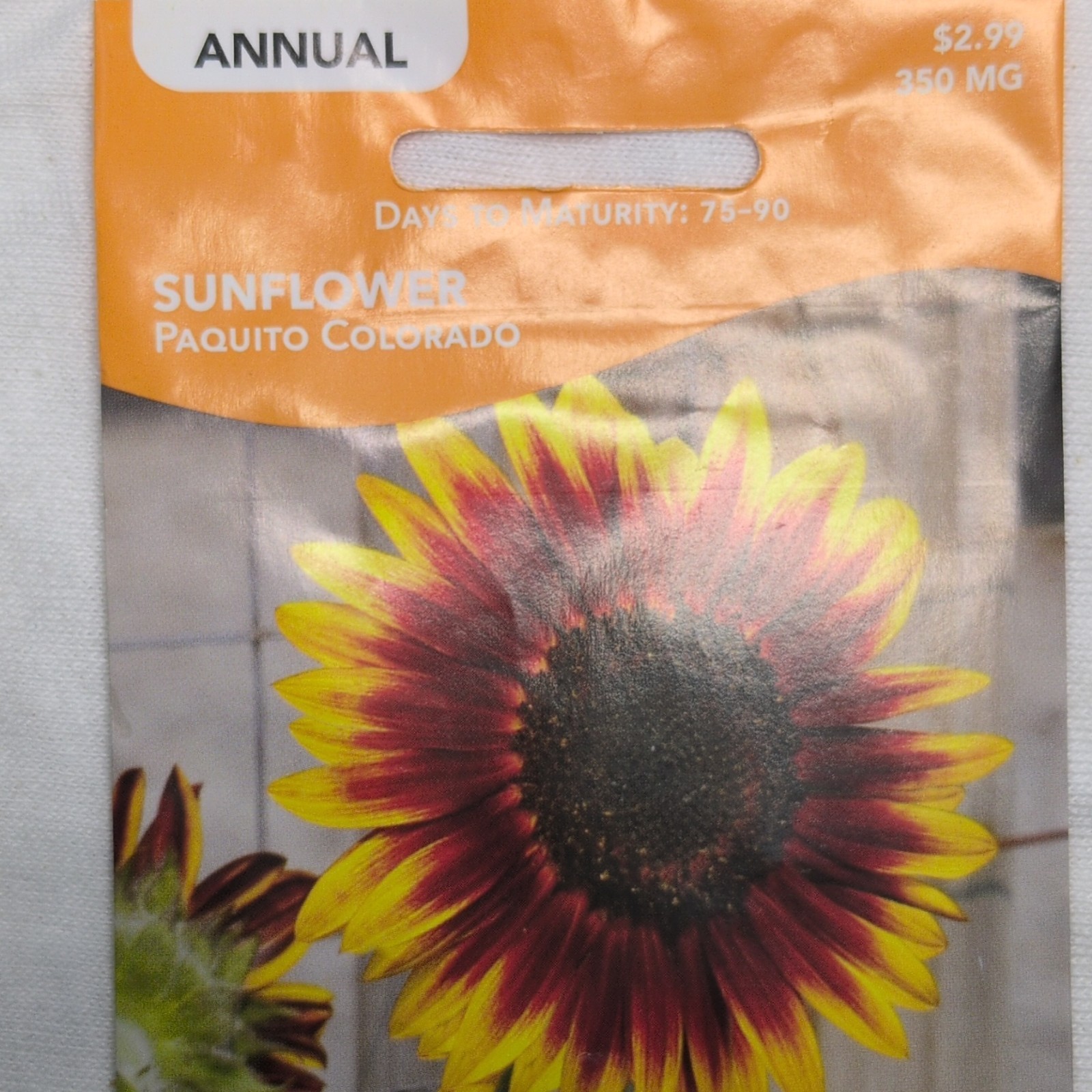 Livingston Sunflower Paquito Colorado Annual Dwarf Yellow Red Full Sun Y2050