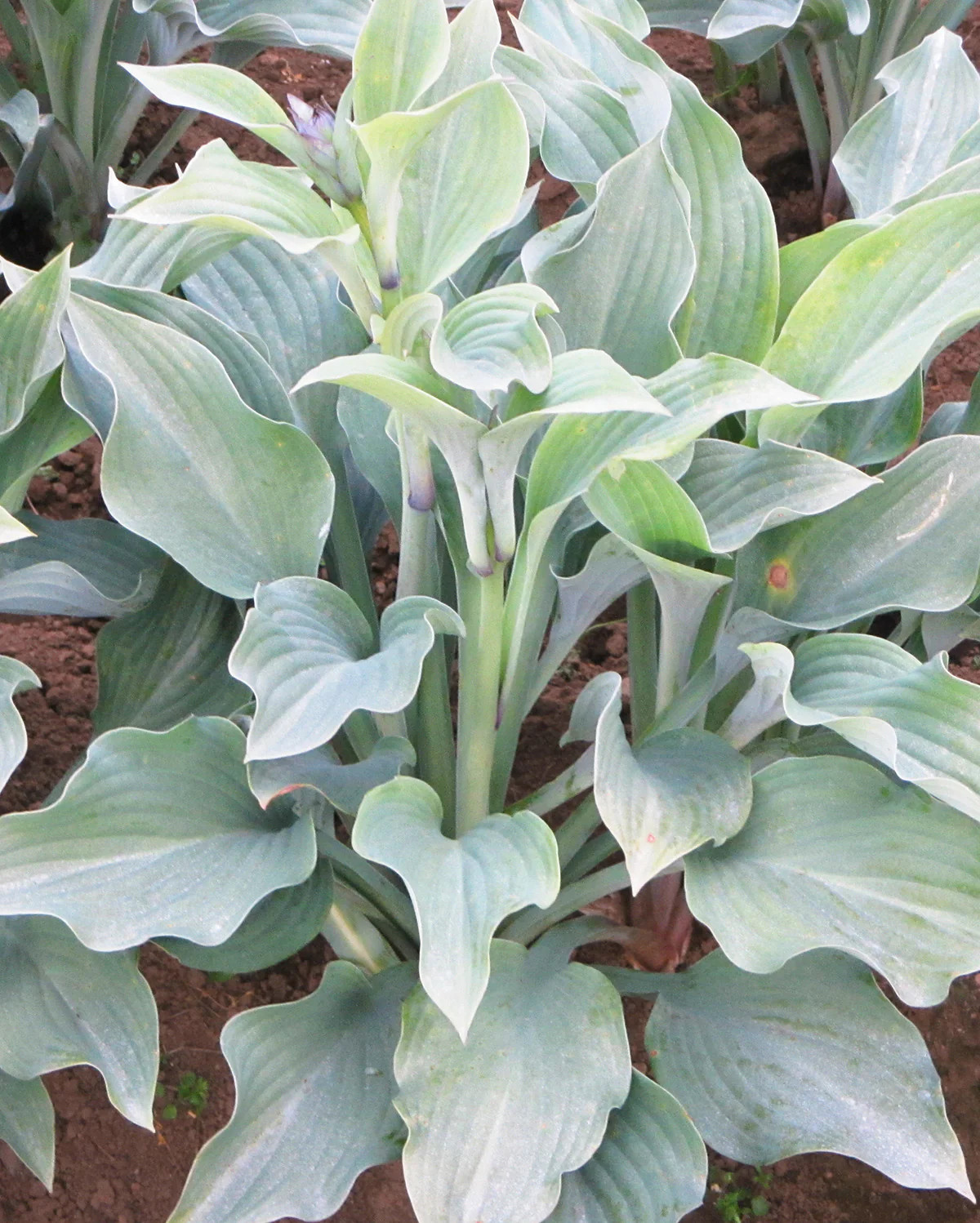 Krossa Regal Hosta – 3 root divisions