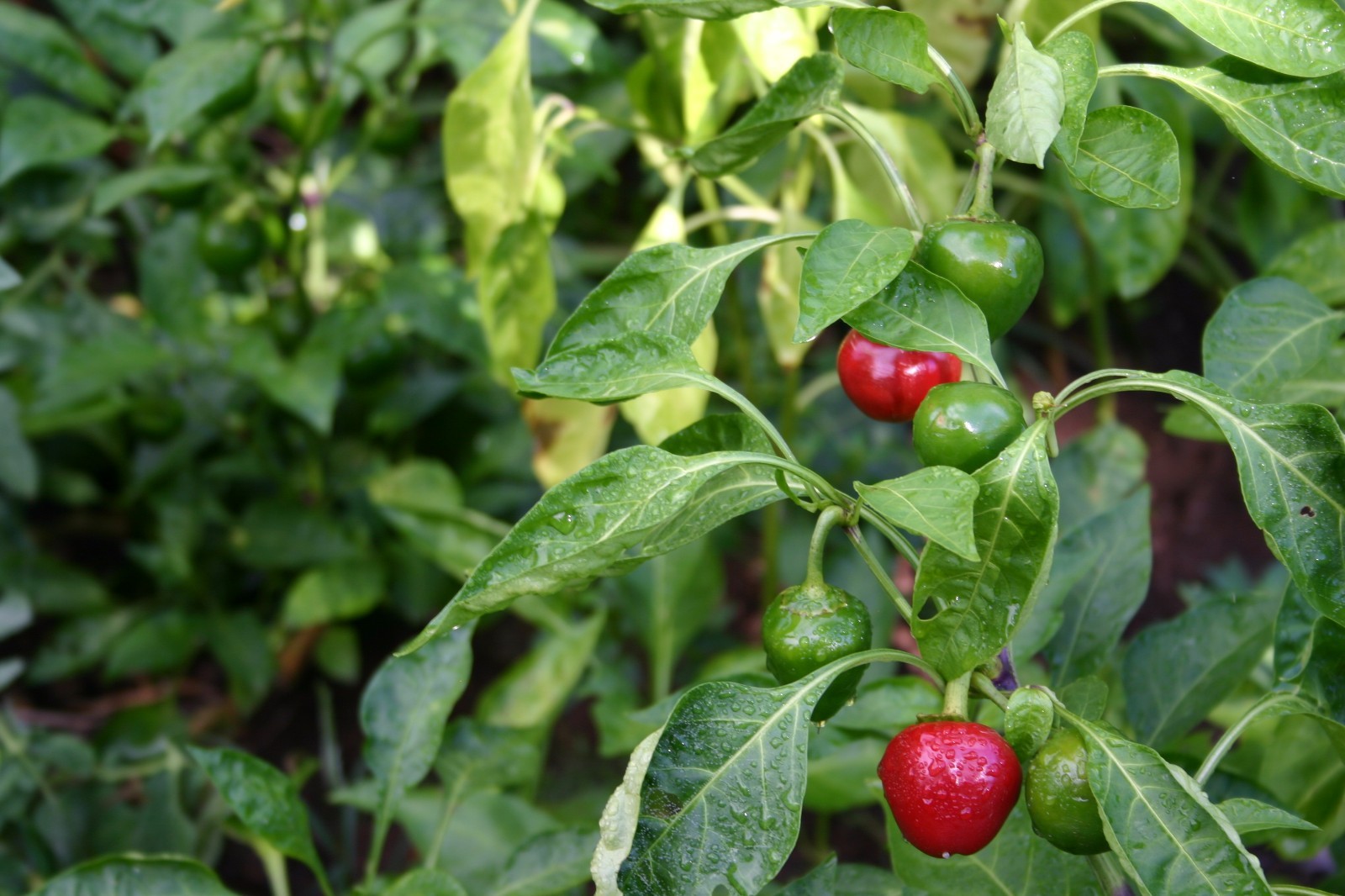 South African sweet piquante peppa-dew pepper seed – 40 seeds