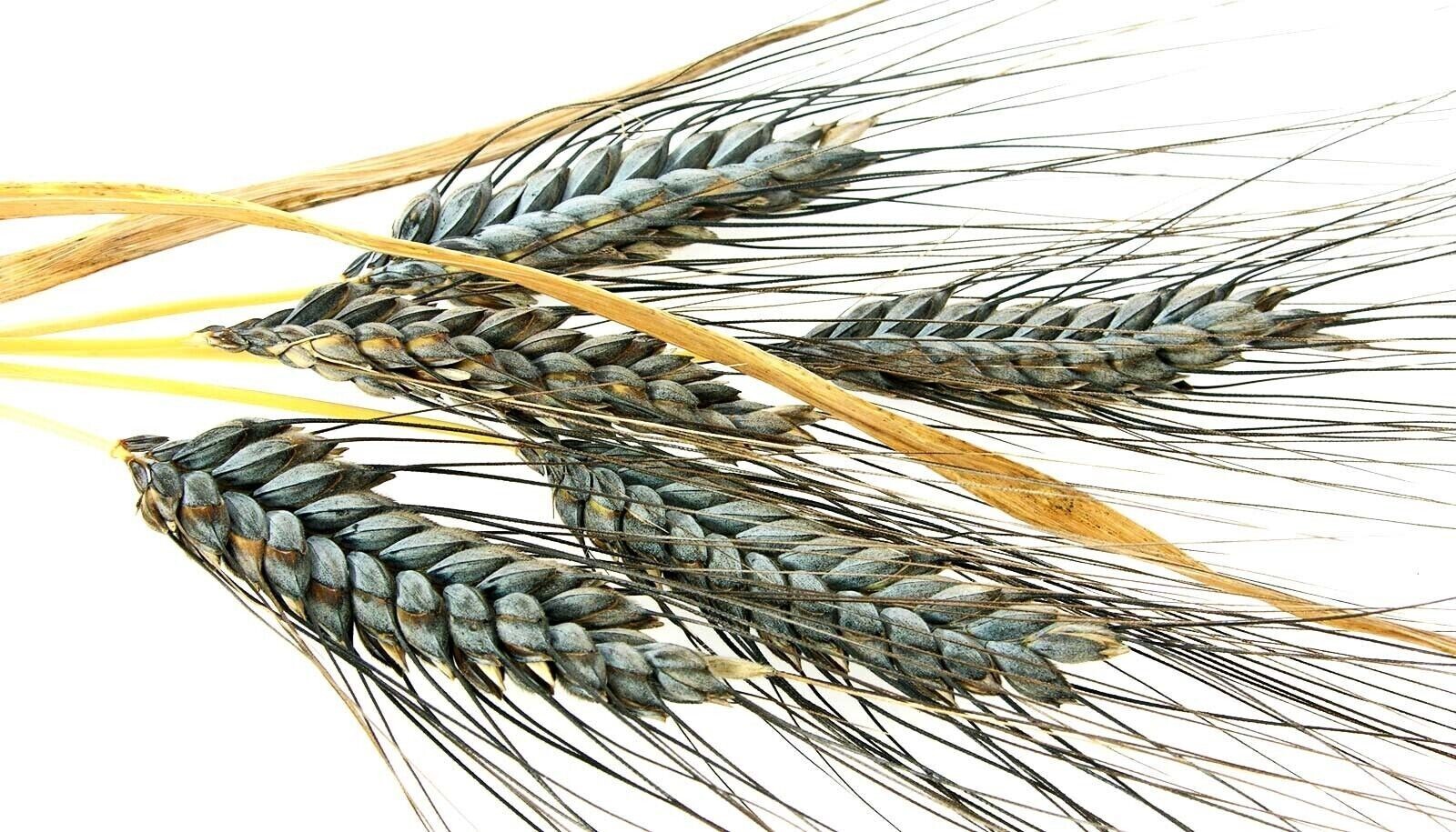 1000+ Einkorn Wheat Seeds — Heirloom – Organic – Non Gmo —- THE NEW OLD WHEAT