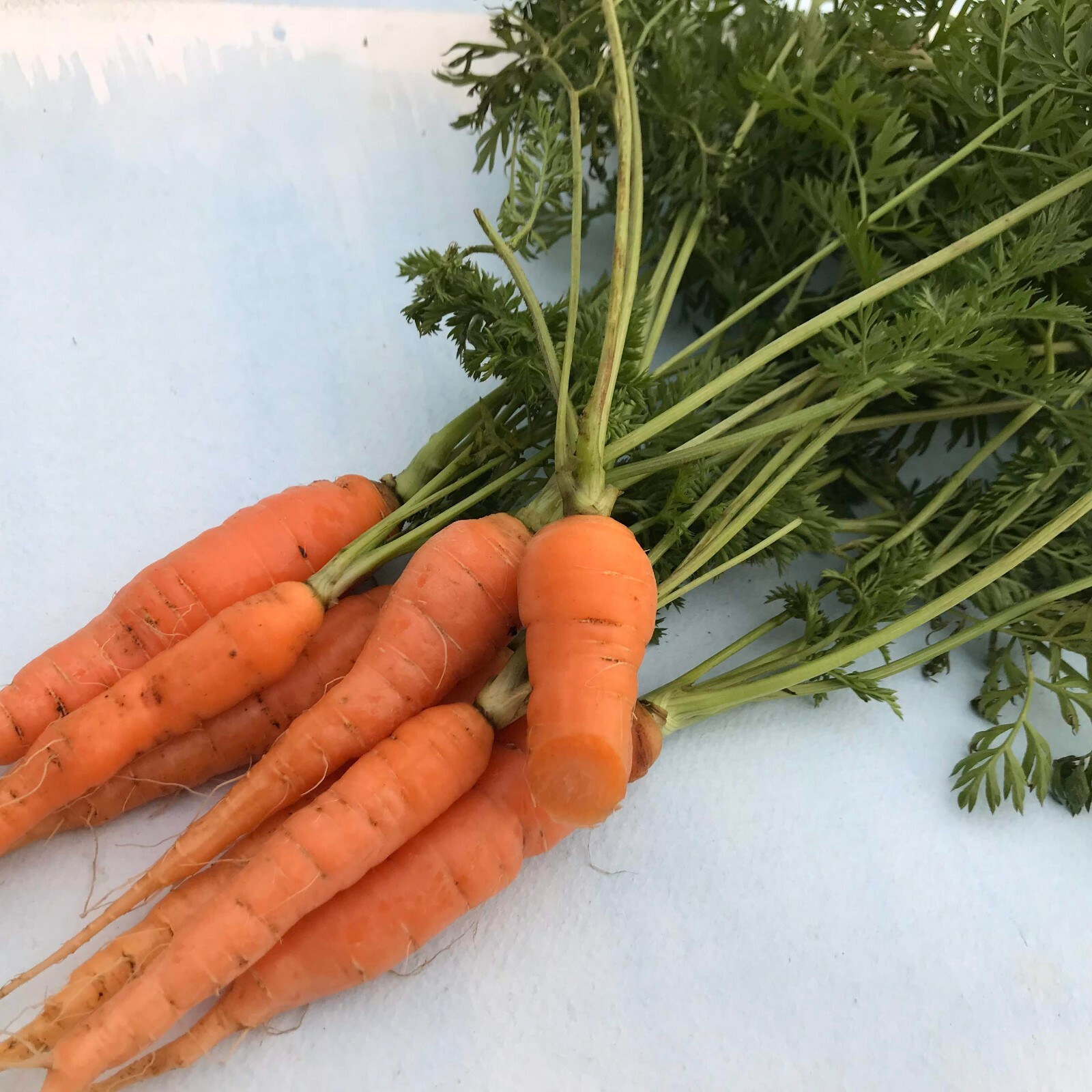 Scarlet Nantes Carrot Seeds 1000+ Vegetable Garden NON-GMO USA FREE SHIPPING