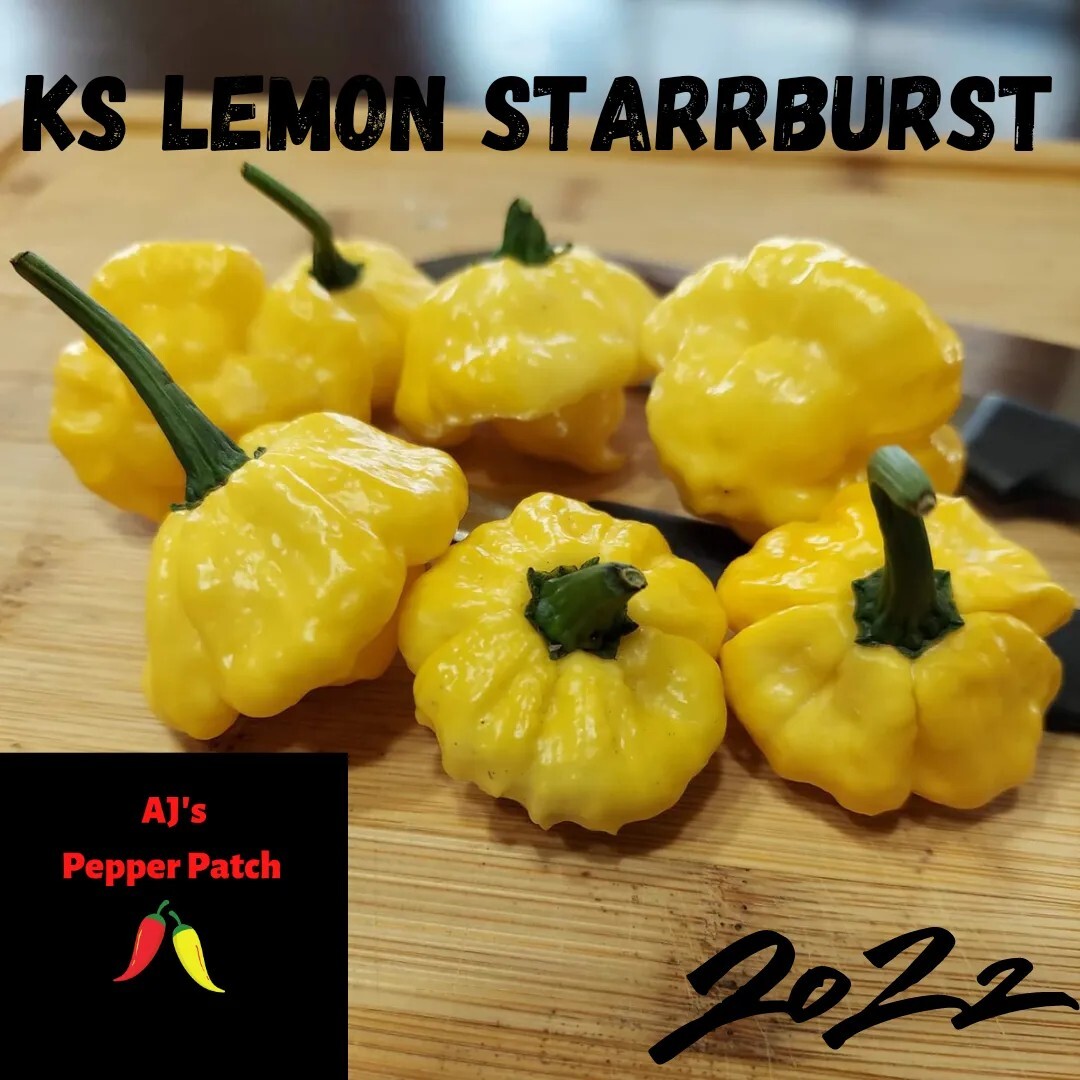 KS LEMON STARRBURST Pepper (10+) Seeds Spicy Super Hot Starr burst