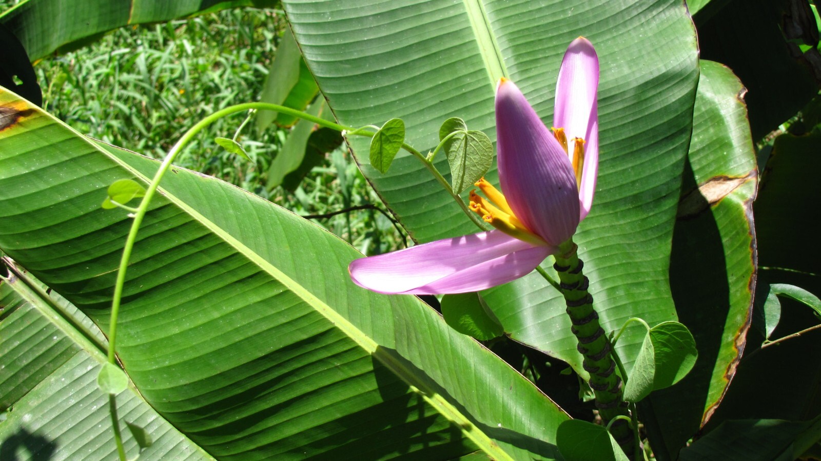 20 Heirloom Pink Flowering Banana Seeds! Musa Velutina