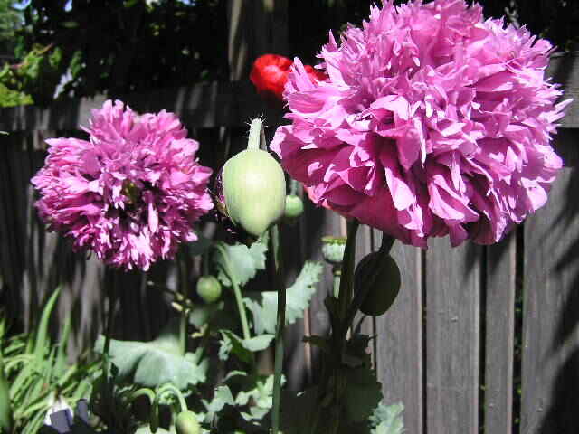 Doubles Peony Pom Pom Som. Poppy Variety Mix 2000 Seeds *PoppyQueen👑
