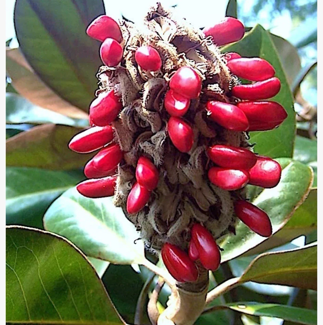 Southern Magnolia Seeds 15 Total!!