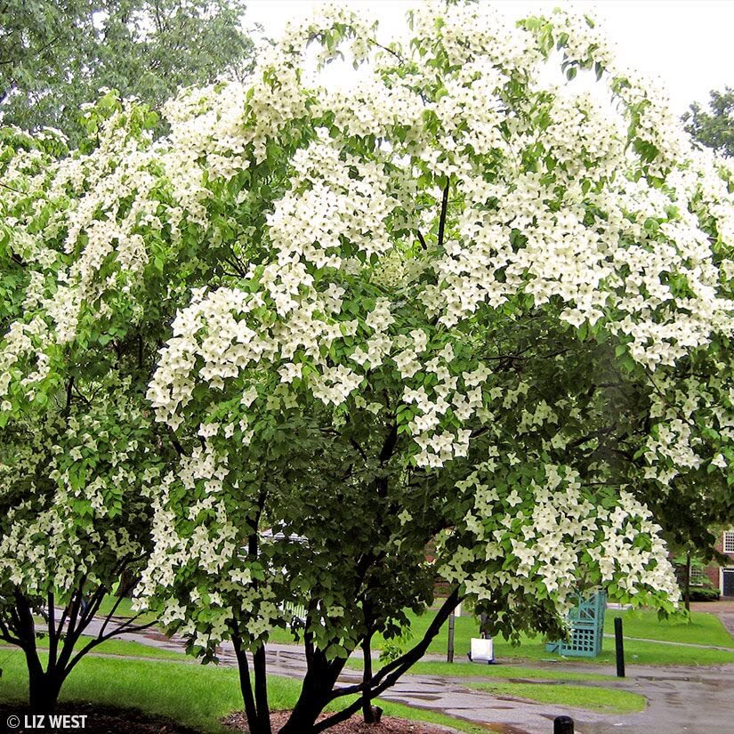 Kousa Dogwood Seeds for Planting – 30 Seeds – Cornus kousa