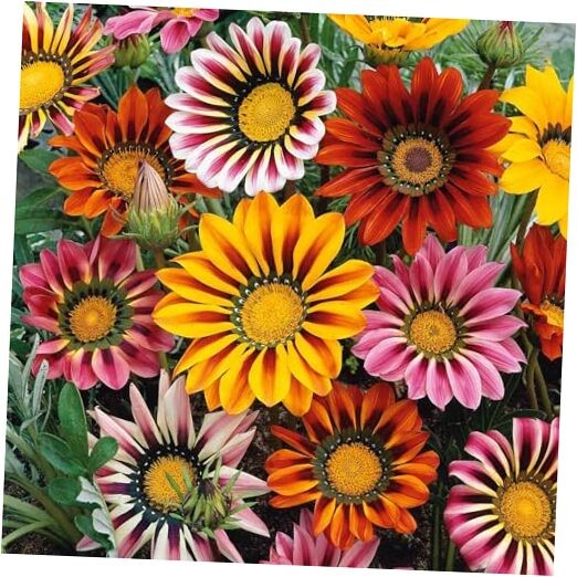 300 Gazania Seeds Mix Heat & Drought Tolerant Garden Flower & Ground Cover