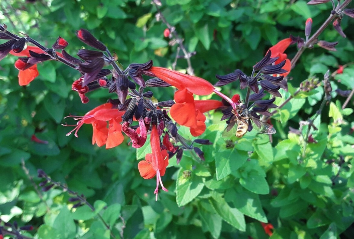 100+ Red Sage ( Salvia )Seeds , Annual Fower , US grown seeds .