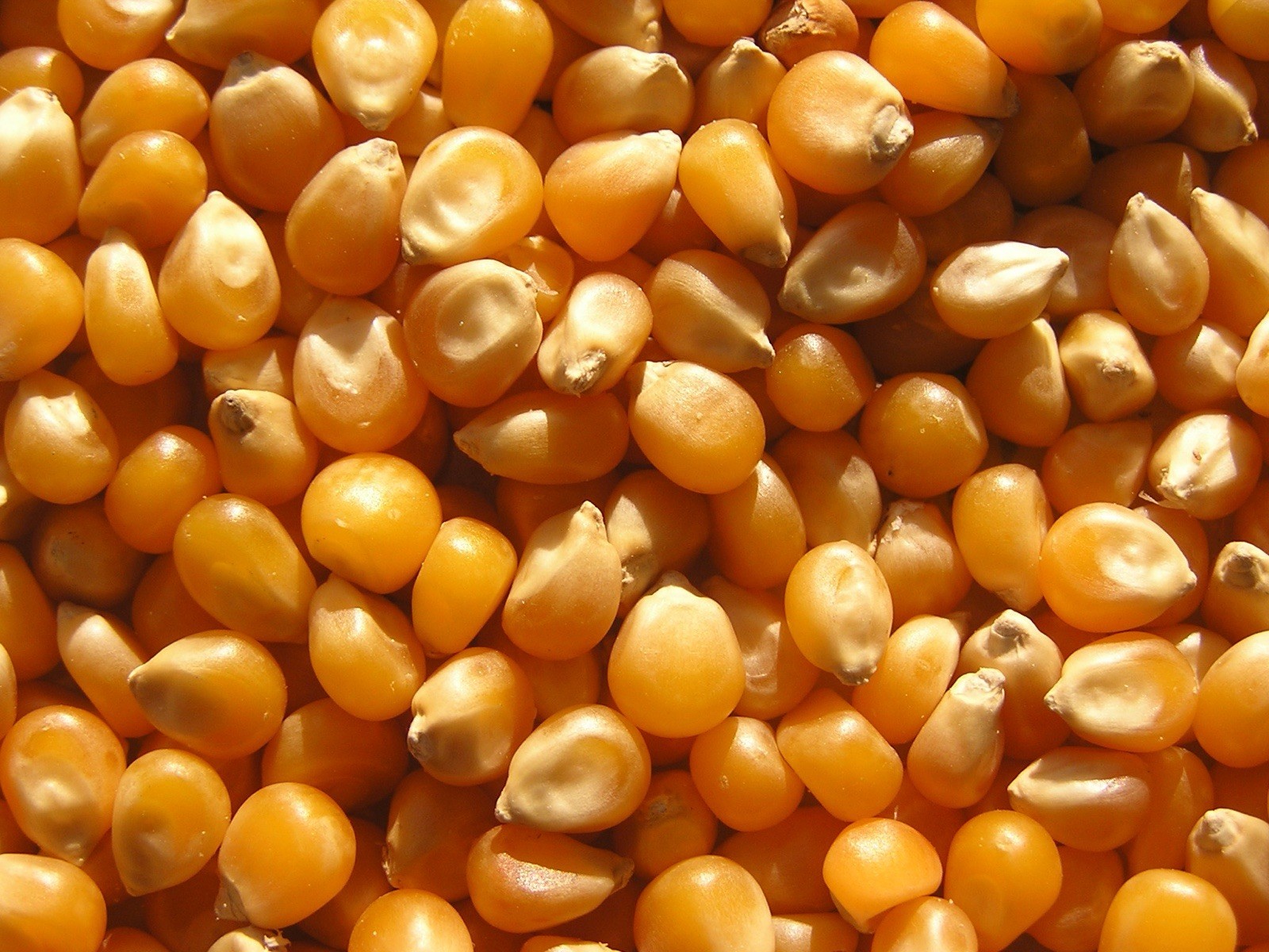 Walters Field Corn Seeds