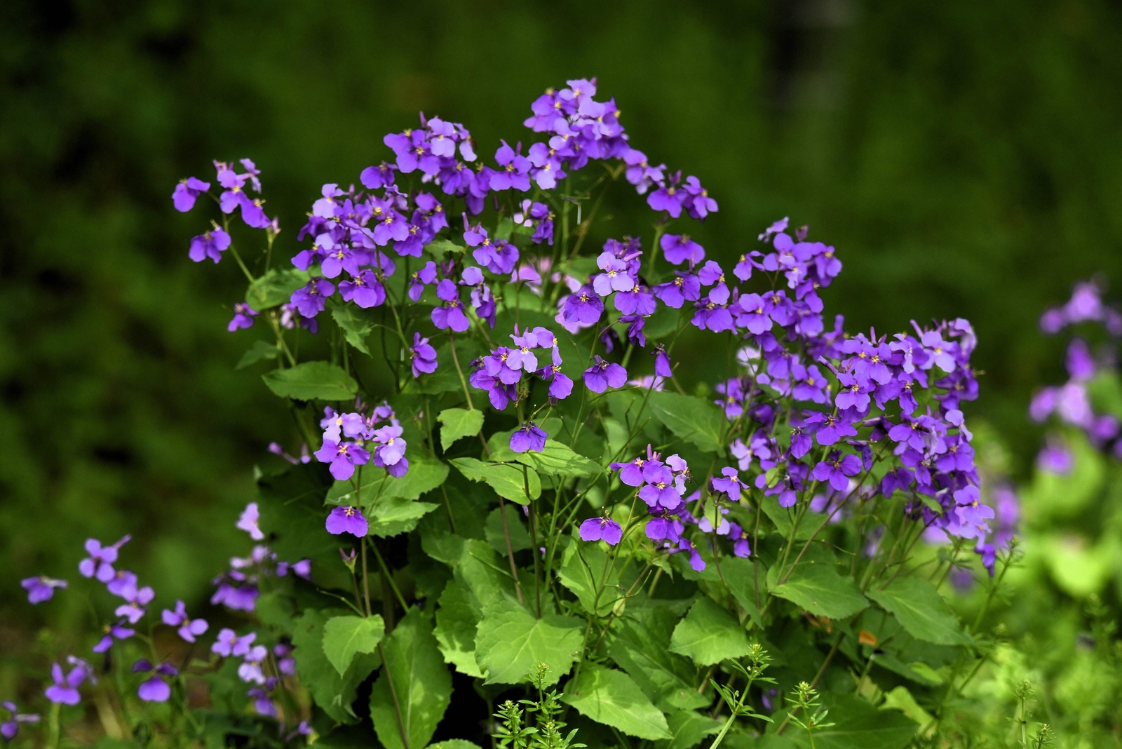 500 Purple FEBRUARY ORCHID Violet Cress Orychophragmus Flower Vegetable Seeds