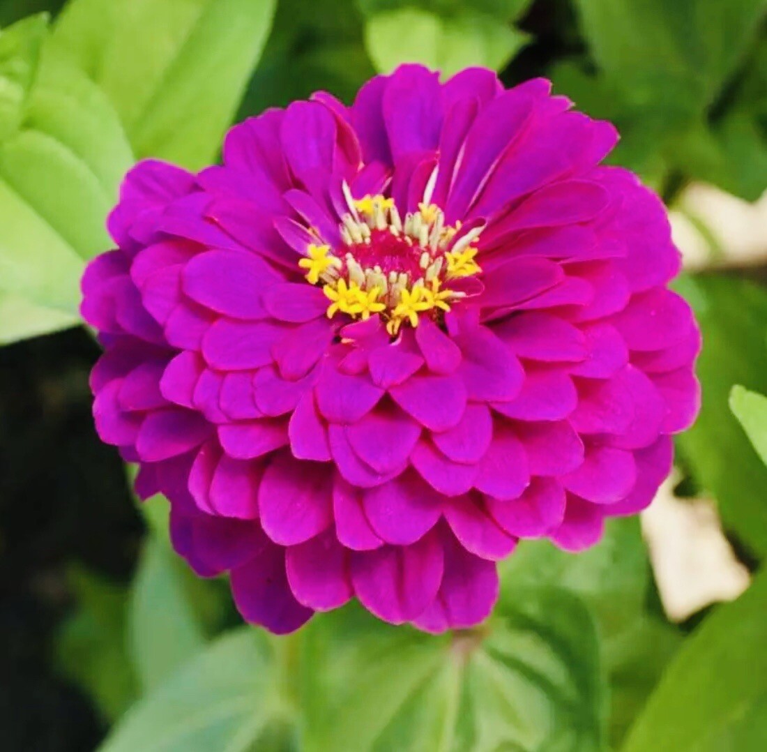 ZINNIA PURPLE PRINCE FLOWER SEEDS NONGMO FRESHHARVEST FREE SHIPPING