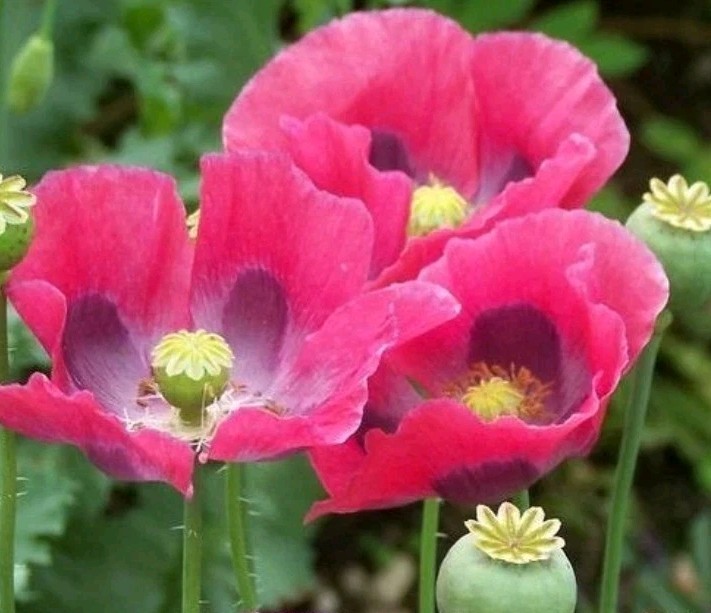 400+ Pepperbox Poppy Seeds **Fresh Seeds** ~~Free Shipping~~