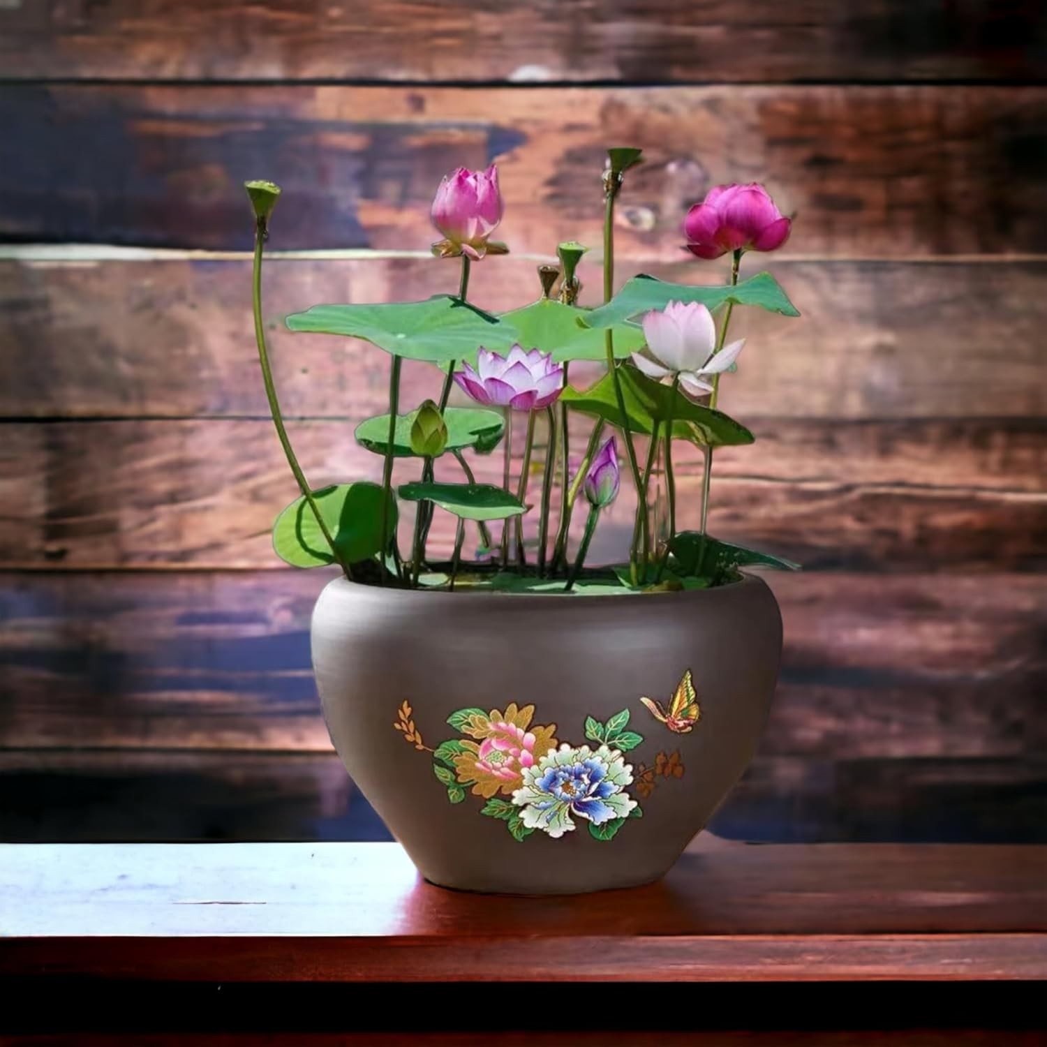 Beautiful Bonsai Lotus Seeds – 10 Colors for Thriving Aquatic Gardens -Round