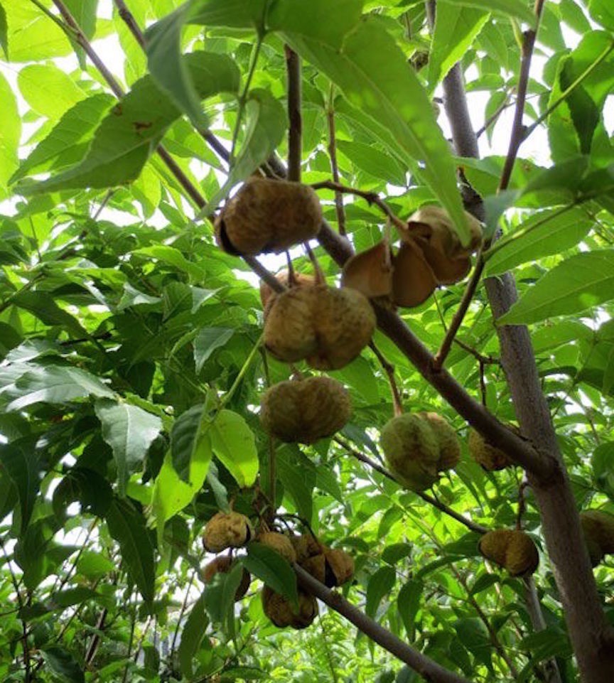 UNGNADIA SPECIOSA, MEXICAN BUCKEYE, FABULOUS NATIVE TREE/SCREENING SHRUB, 15 SDS