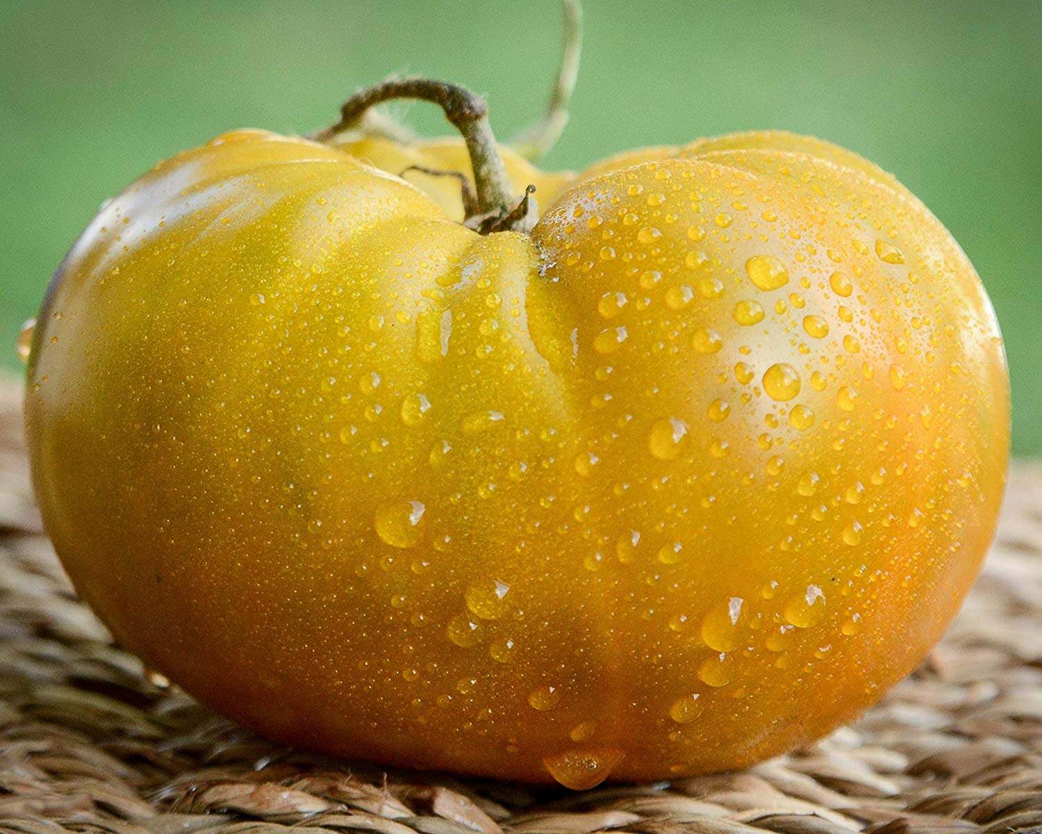 Thorburn’s Terra Cotta Terracotta Heirloom Tomato Premium Seed Packet