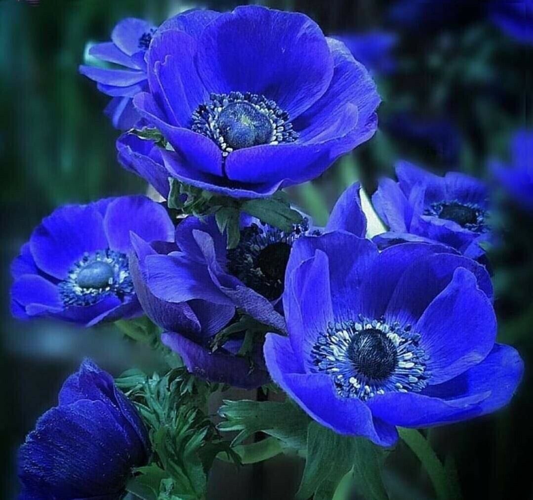 Anemone de Caen Blue Poppy and Rose ,Red Colors 30 seeds