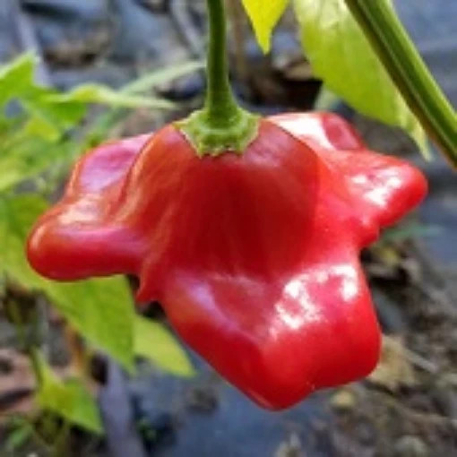 25+ Seeds Bishop’s Crown Pepper easy grow planting garden spicy large food hot