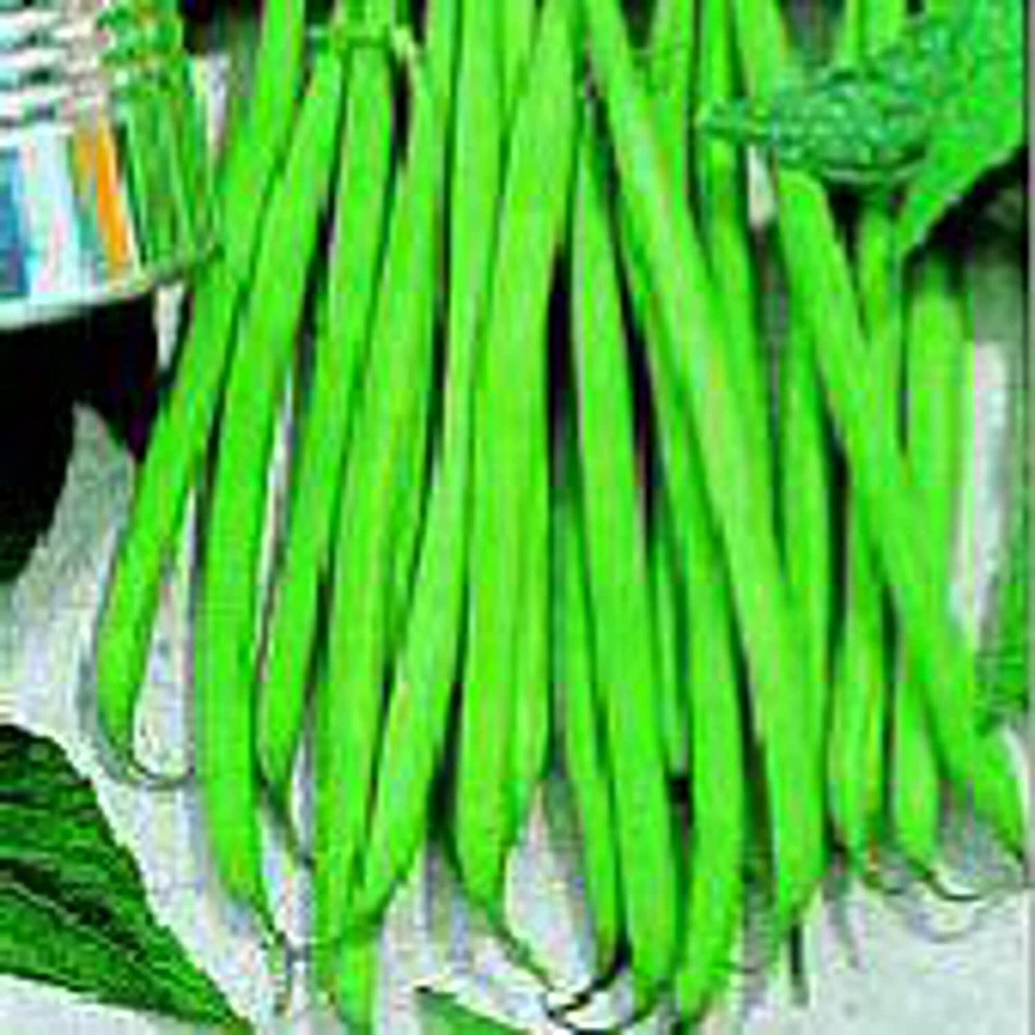 Petite Filet French Bush Beans Seeds (20+ Seeds) | Non GMO | Vegetable Fruit Her