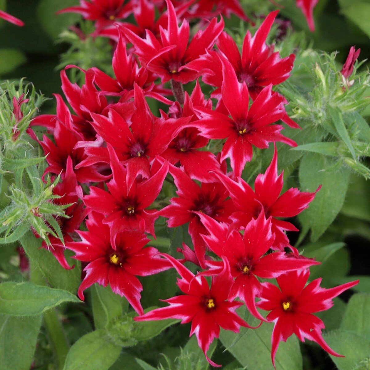 Phlox Seeds Phlox Popstar Red 50 Seeds F1 Seeds Flower Seeds Phlox seeds
