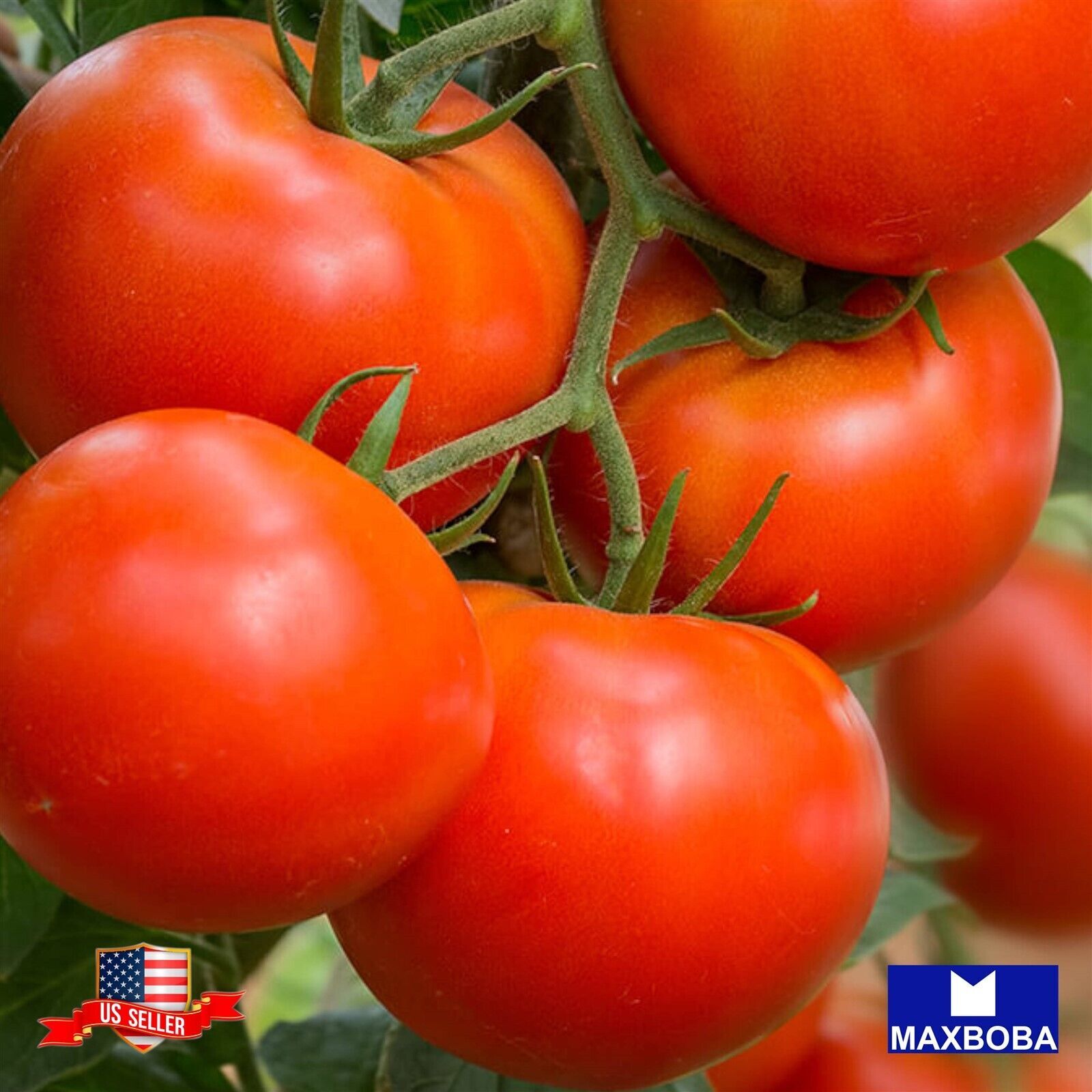 Tomato Seeds – Large Red Cherry Vegetable Non-GMO Heirloom