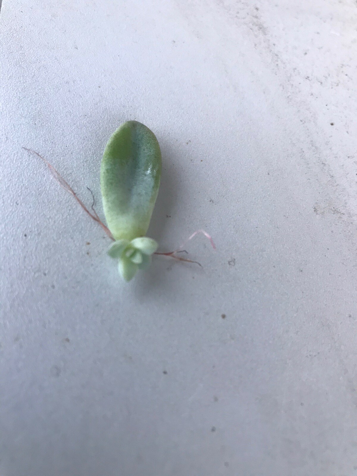 Leave Cuttings 30+ Graptopetalum Ghost Plant Large Succulent Cactus. Free Ship