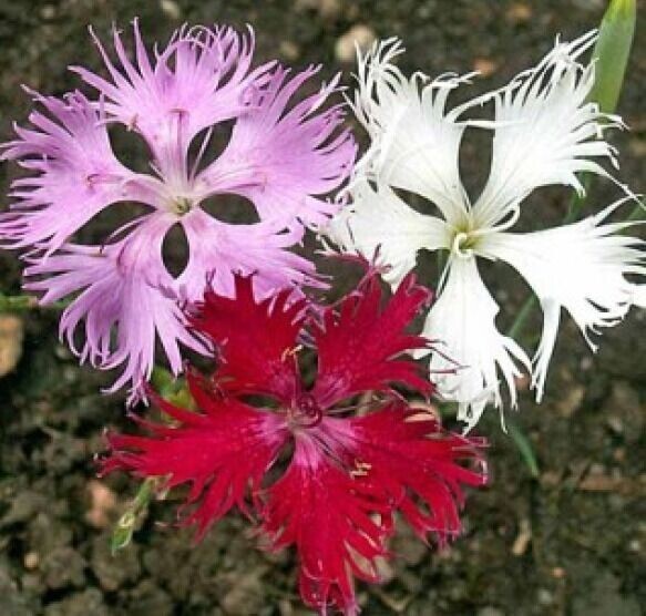 FRINGED PINKS 100 FRESH FLOWER SEEDS FREE SHIPPING Home Garden Pots