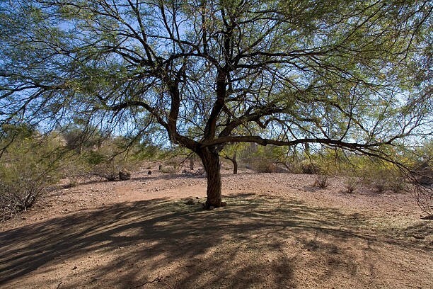 100 Honey Mesquite Tree seeds (Freshly Harvested and shelled from pods)