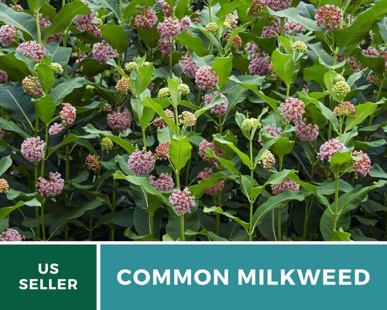 Milkweed, Common – 50 Seeds – Monarch Butterfly Plant – Sow Spring or Fall