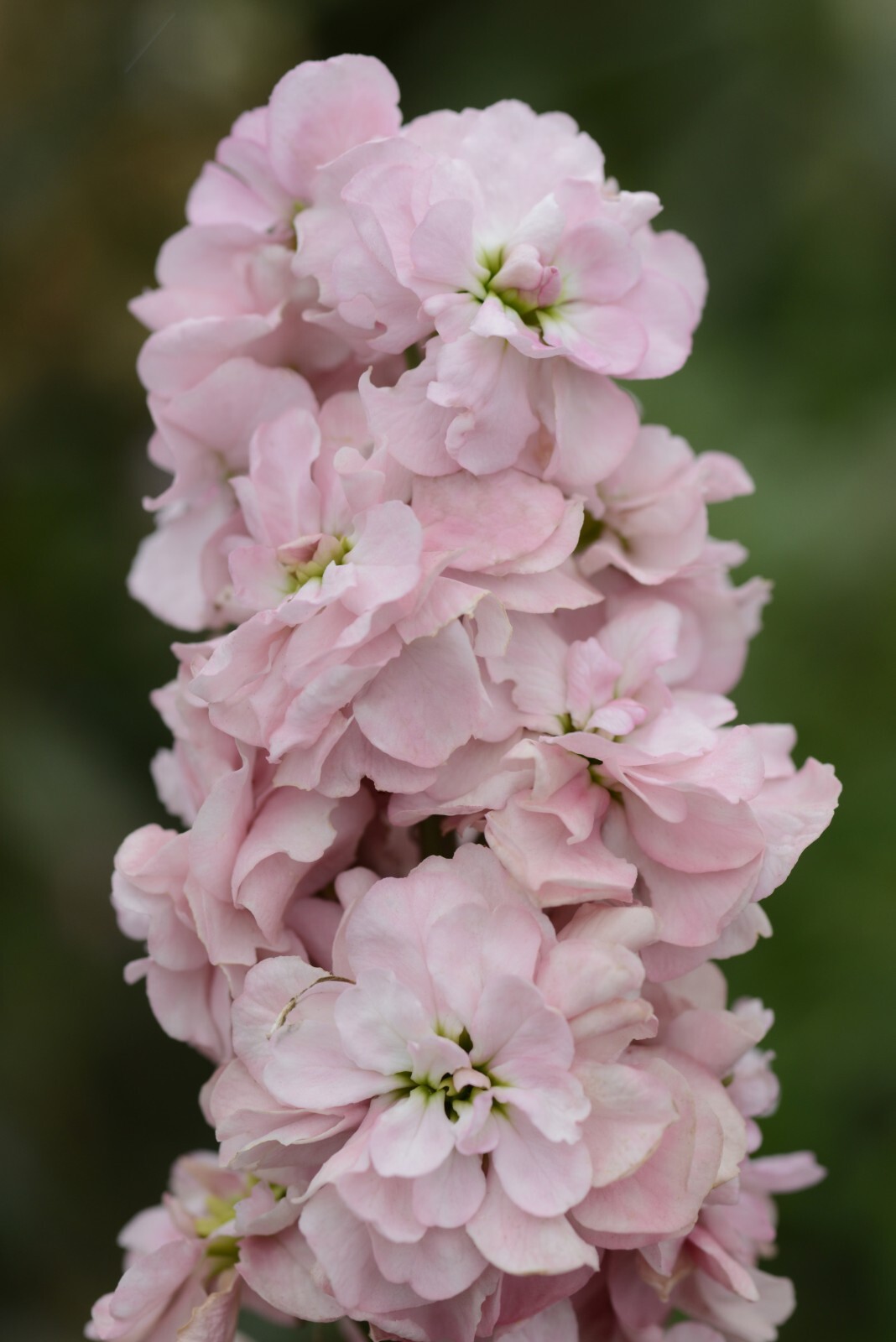 Column Stock Appleblossom Seeds – 25 Seeds Per Packet, Non-GMO