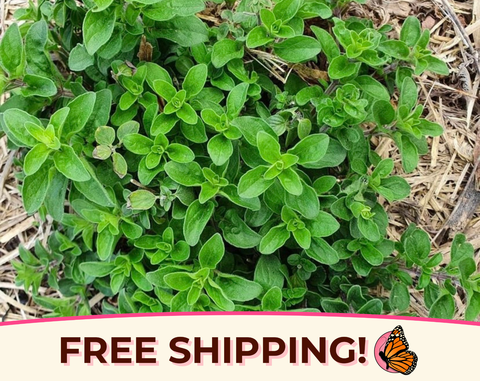 4200+ Sweet Marjoram Herb Seeds | Culinary Herb Seed Packet for Gardening, USA