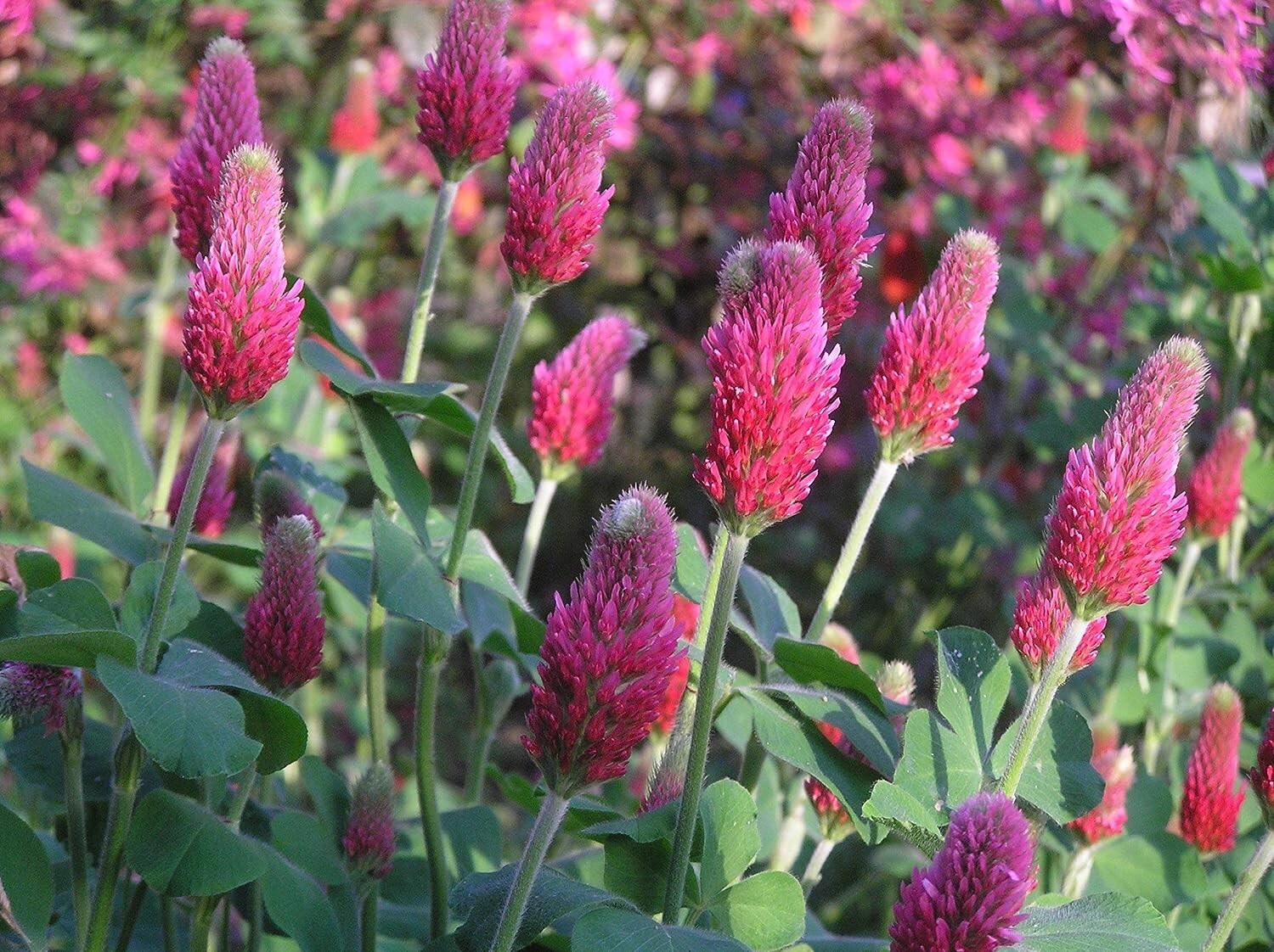 1 lb. Crimson Red Clover Seed Cover Crop Food Plot Wildlife Bee Forage