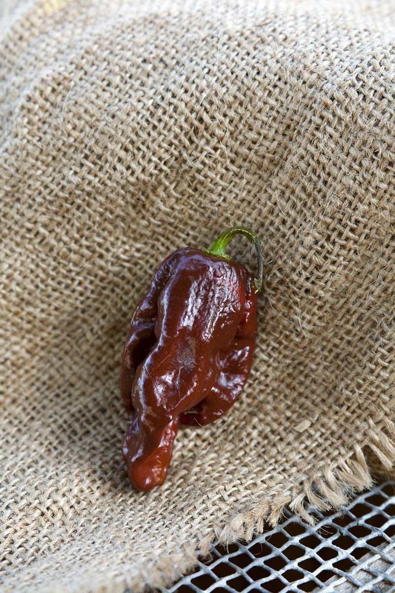Douglah Chocolate 7 Pot Heirloom Pepper Premium Seed Packet