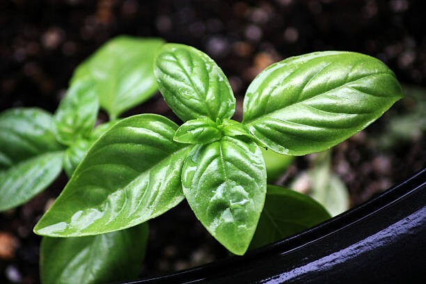 200 ORGANIC GENOVESE BASIL SEEDS | 2026 SALE FREE SHIPPING NON GMO