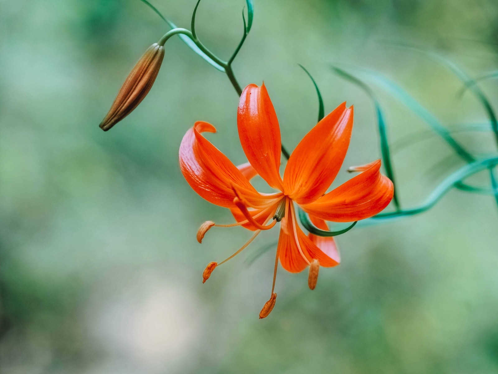 10 CORAL LILY Siberian Turk’s Cap Lilium Pumilum Coral Red Fragrant Flower Seeds