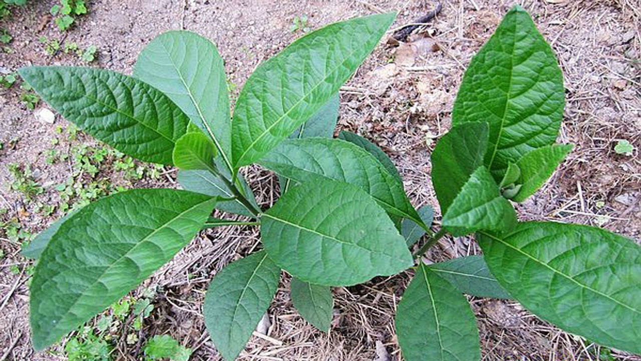 Bitter leaf- 5 Fresh viable stems for planting. 