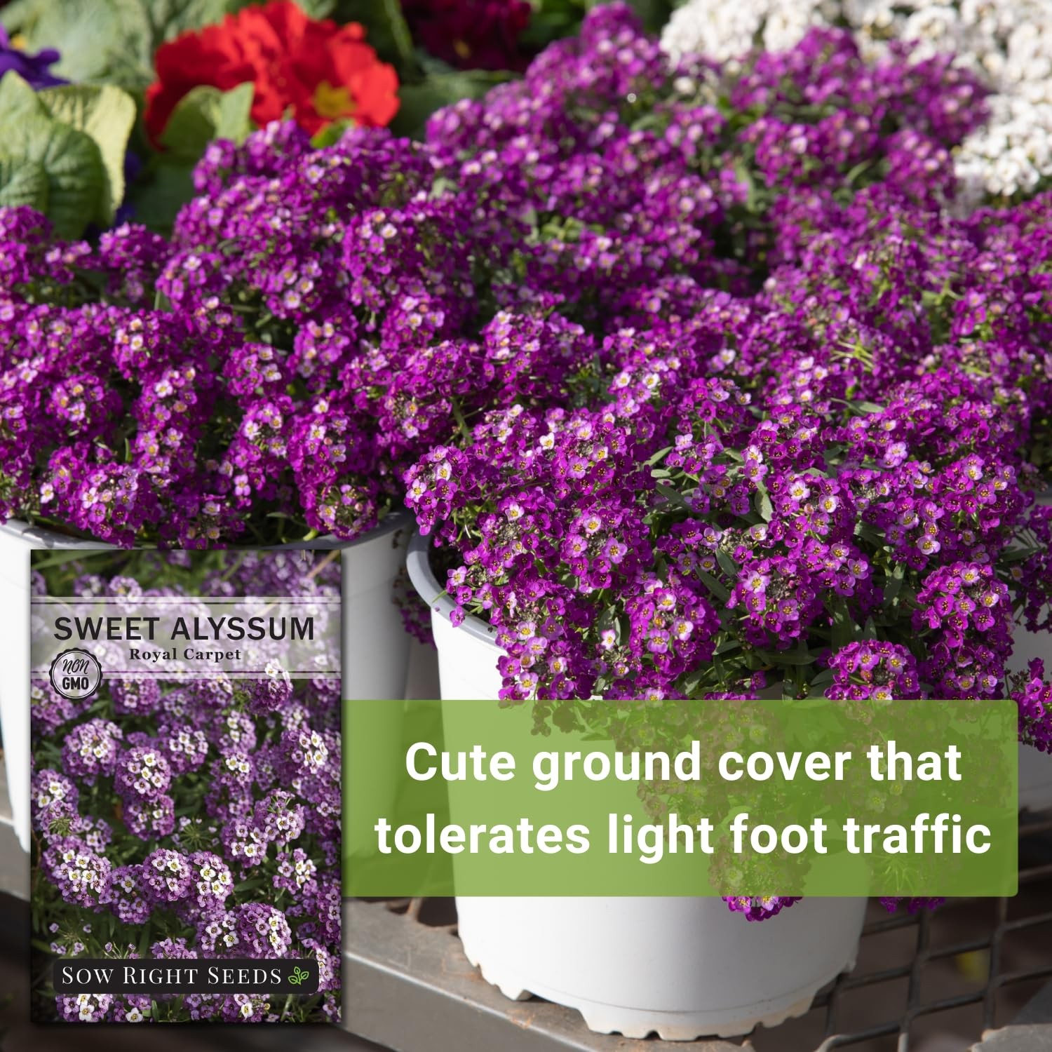Royal Carpet Sweet Alyssum Seeds NonGMO Perennial Groundcover for Gardens