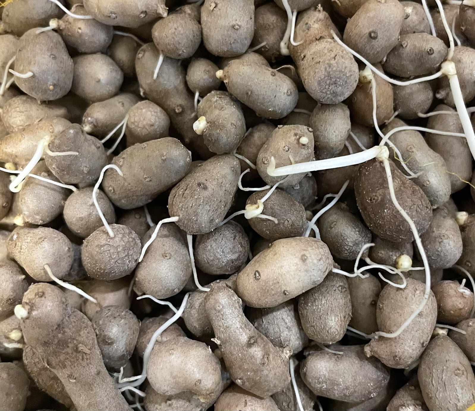 50 Dioscorea Japonica Japanese Chinese Sprouting Yam 50个新鲜发芽山药豆, 种豆Seeds Bulbs