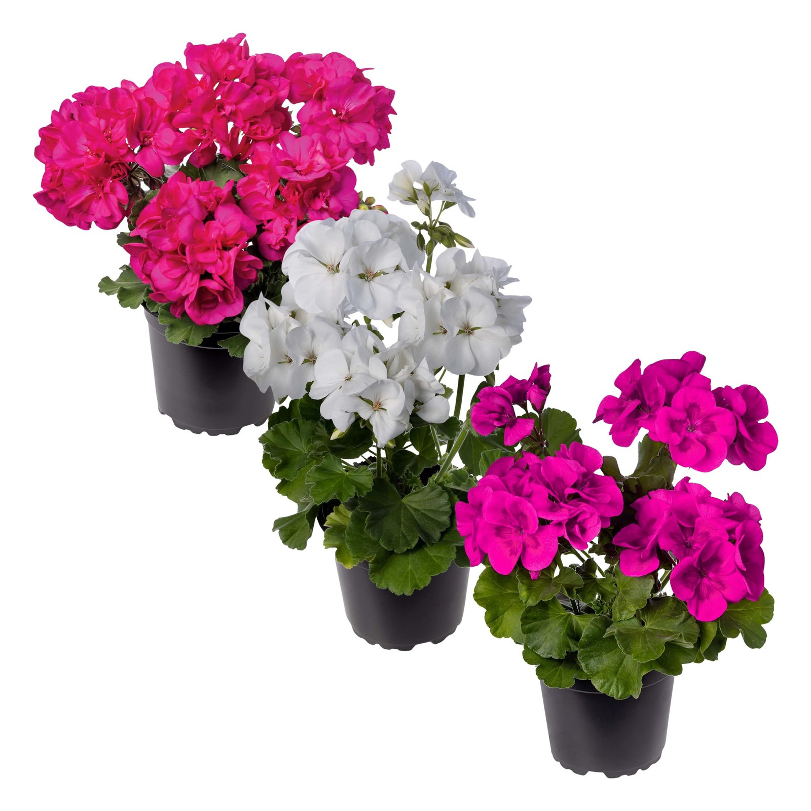 Live Flowering Zonal Geraniums Grower’s Choice Assorted Colors 3 Plants Per …