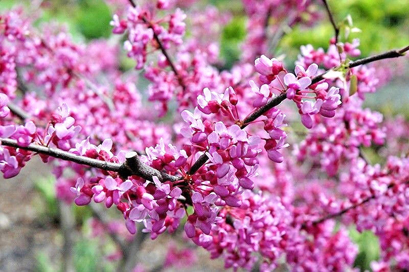 20 JOYS PRIDE REDBUD SEEEDS – Cercis canadensis ‘Morton’