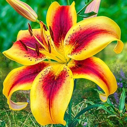 2 – VIVA LA VIDA Hybrid Lily Flower Bulbs – ” NEW ” LARGE 7-8″ BLOOMS