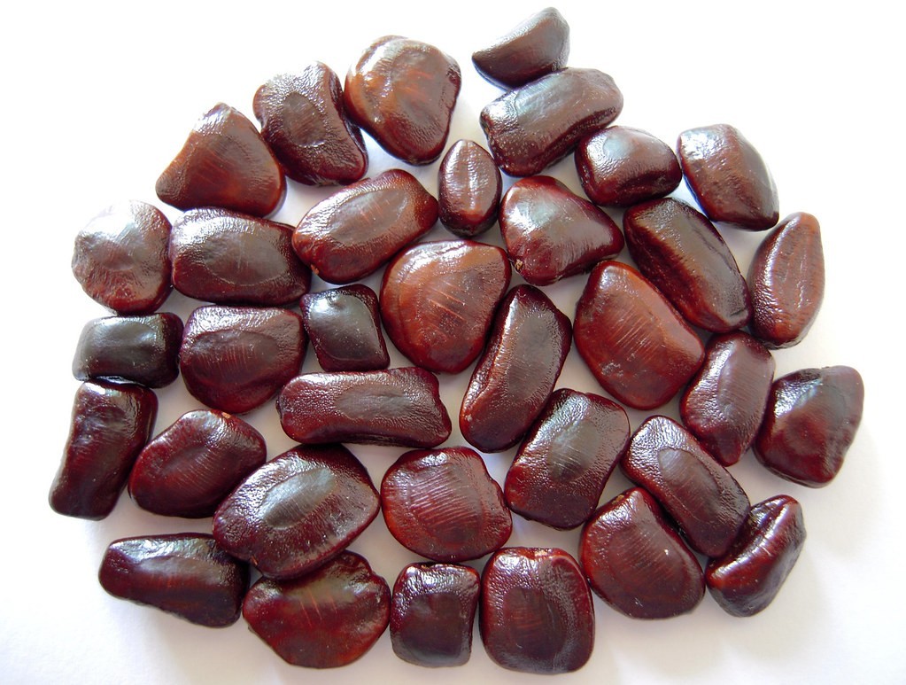 5 Puerto Rican Grown Sweet Tart Tamarind Seeds Non GMO Organic Home Grown