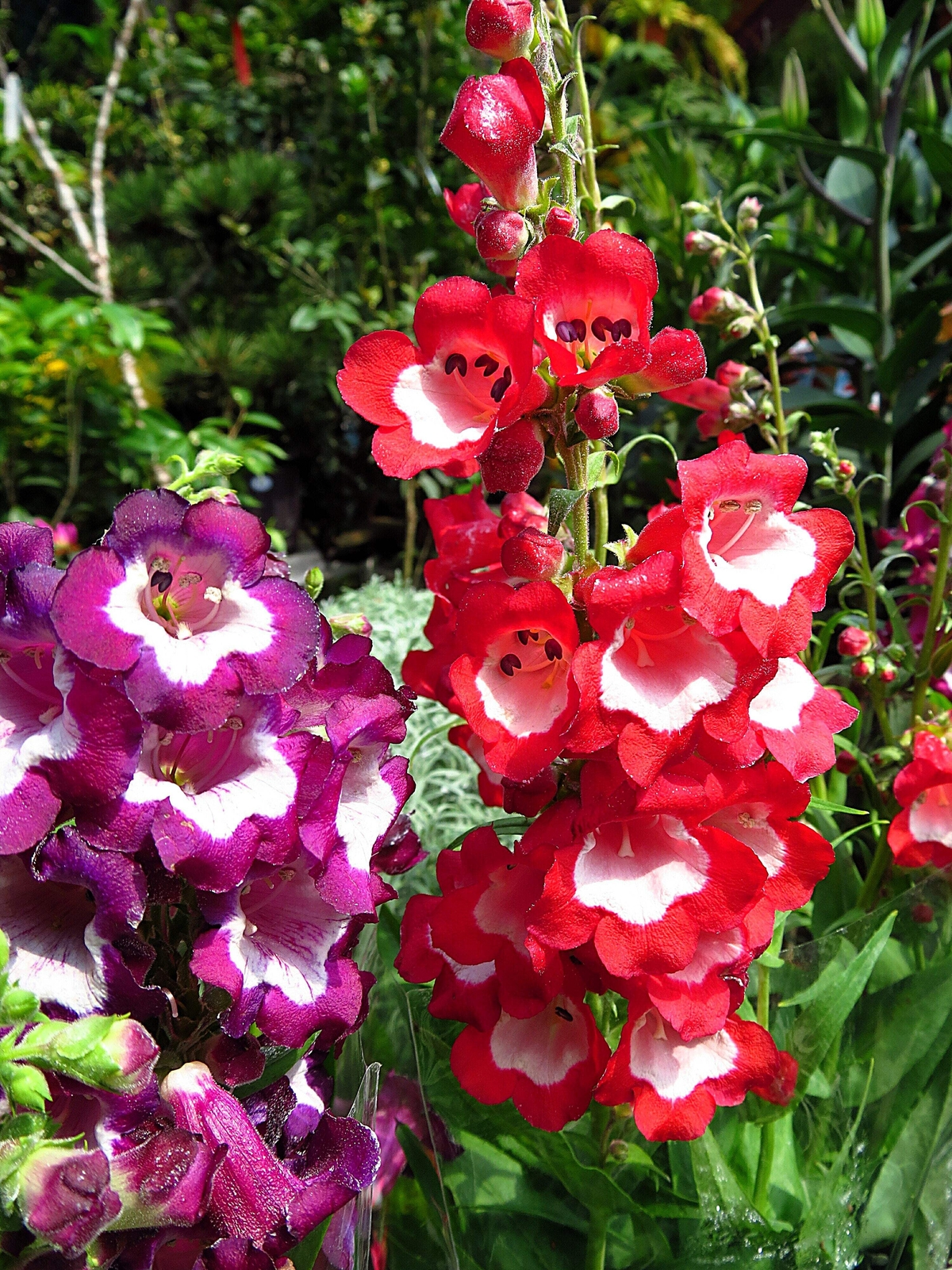 10 SCARLET PENSTEMON HARTWEGII Beardtongue Red White Flower Seeds *Comb S/H