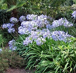 Agapanthus praecox minimus Peter Pan 1,000 seeds